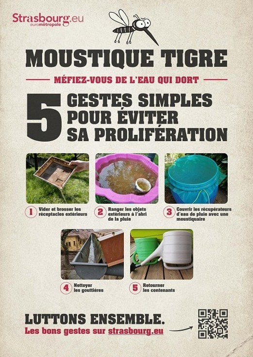 moustiques moustiques